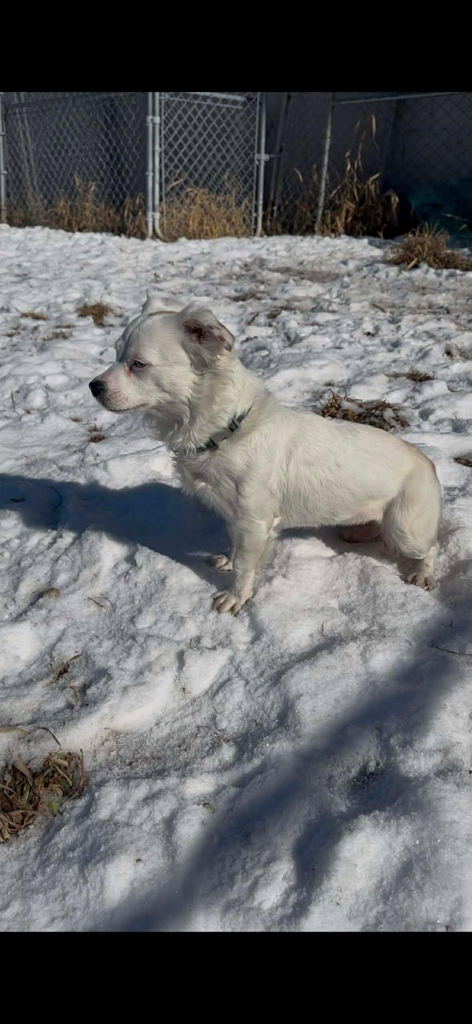Enlarge Bright Frankie, a Adoptable mixed breed in Mukwonago, WI image 3/3
