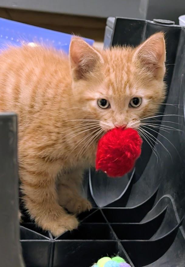 Bram, adopted, Young Male American Shorthair.
