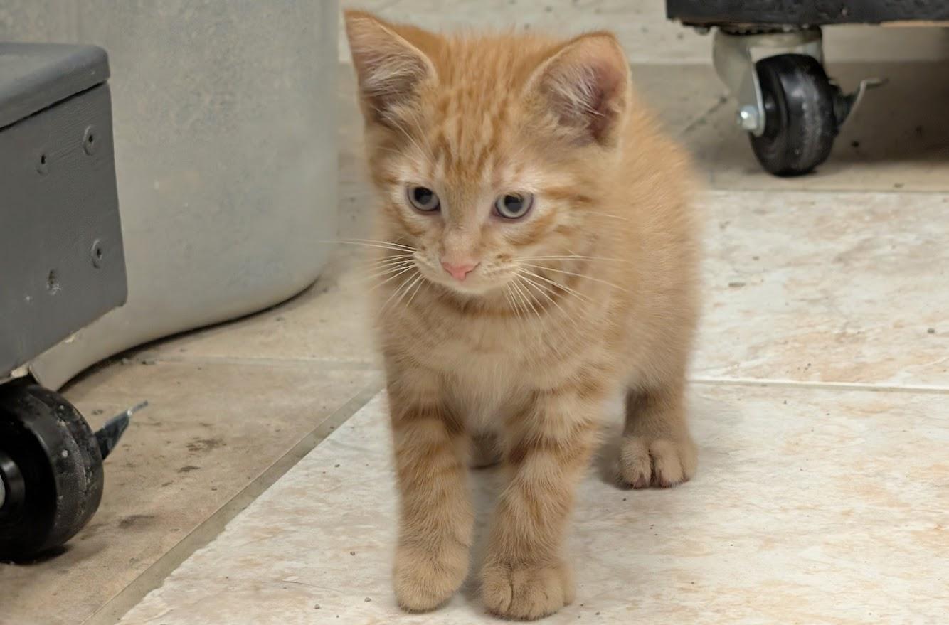 Enlarge Bram, an adopted American Shorthair in Waupun, WI image 2/3