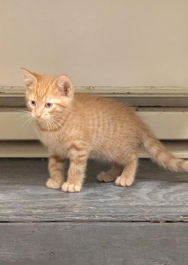 Enlarge Bram, an adopted American Shorthair in Waupun, WI image 3/3