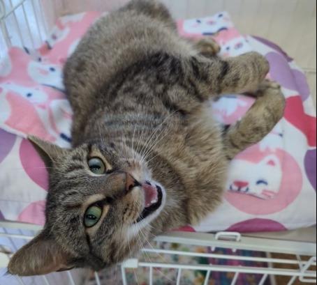 Enlarge Meowdeline, a Adoptable mixed breed in Waverly, NY image 1/4