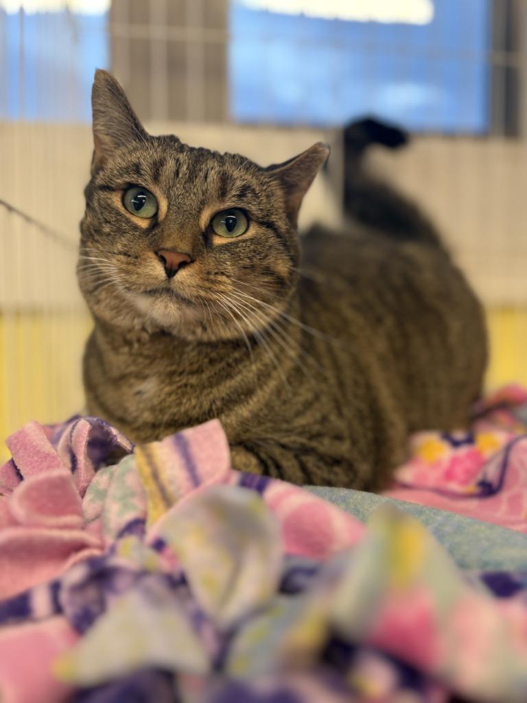 Enlarge Meowdeline, a Adoptable mixed breed in Waverly, NY image 2/4