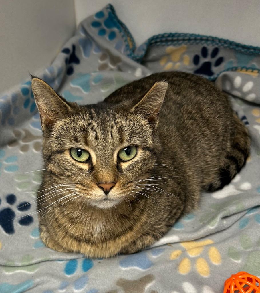 Enlarge Meowdeline, a Adoptable mixed breed in Waverly, NY image 4/4