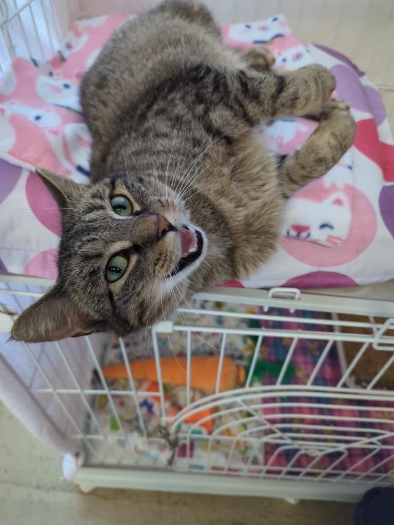 Meowdeline, a Adoptable mixed breed in Waverly, NY image 3/3