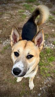 Enlarge Jackie O, a Adoptable mixed breed in Pleasanton, TX image 1/3