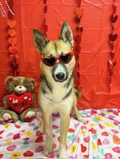 Enlarge Jackie O, a Adoptable mixed breed in Pleasanton, TX image 2/3