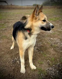 Enlarge Jackie O, a Adoptable mixed breed in Pleasanton, TX image 3/3