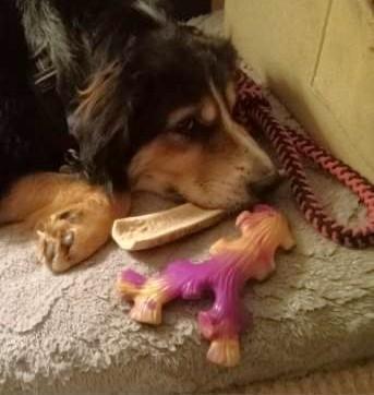 Enlarge Peyton, an adoptable mixed breed in Palatine, IL image 5/5