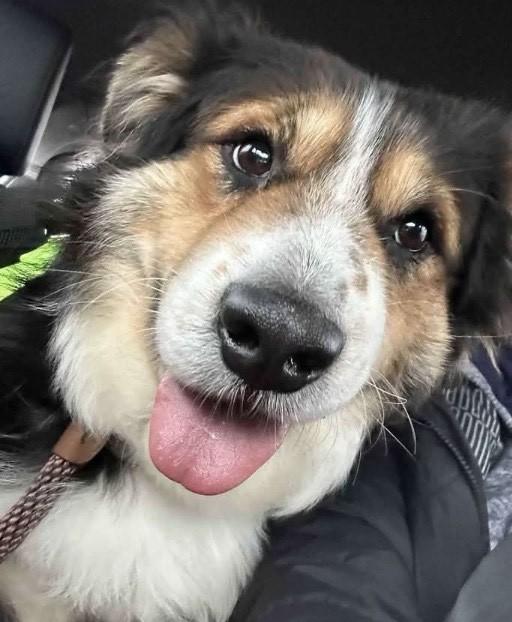 Enlarge Peyton, an adoptable mixed breed in Palatine, IL image 1/5