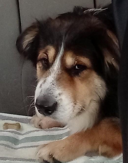 Enlarge Peyton, an adoptable mixed breed in Palatine, IL image 4/5