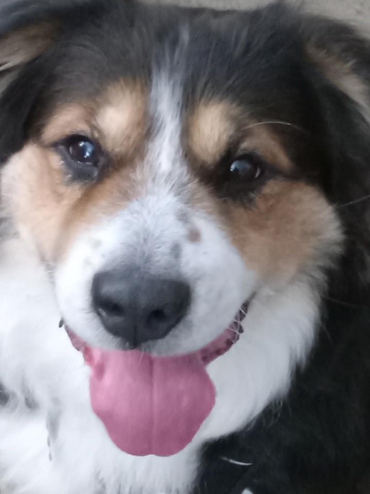 Enlarge Peyton, an adoptable mixed breed in Palatine, IL image 3/5