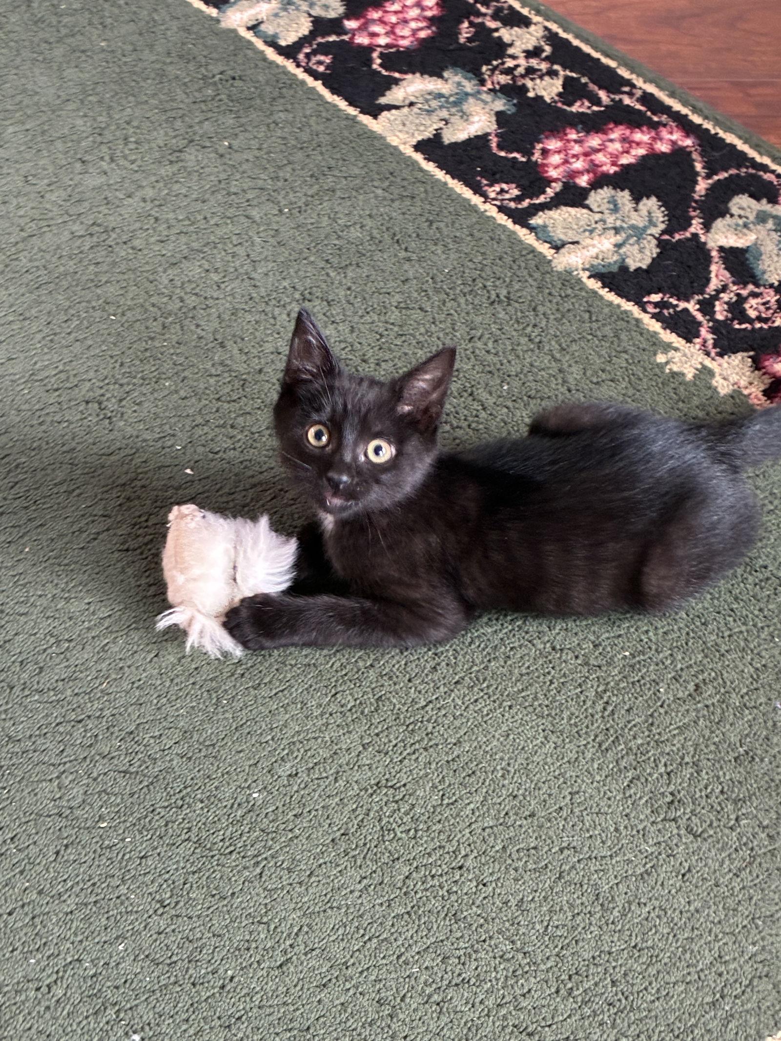 Enlarge Nellie, a Adoptable American Shorthair in Orlando, FL image 1/3