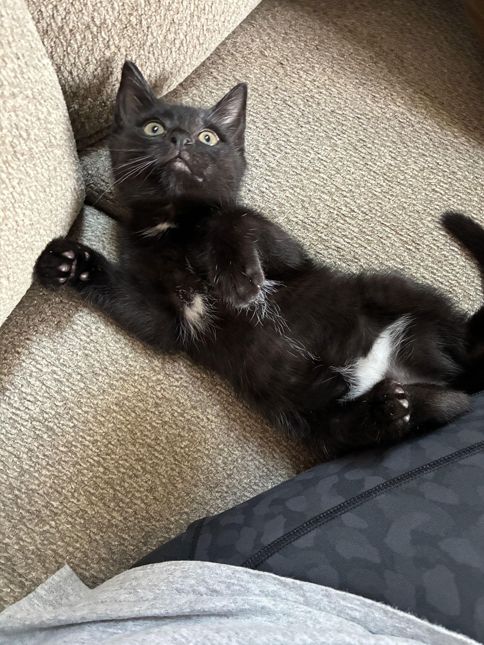 Enlarge Nellie, a Adoptable American Shorthair in Orlando, FL image 3/3