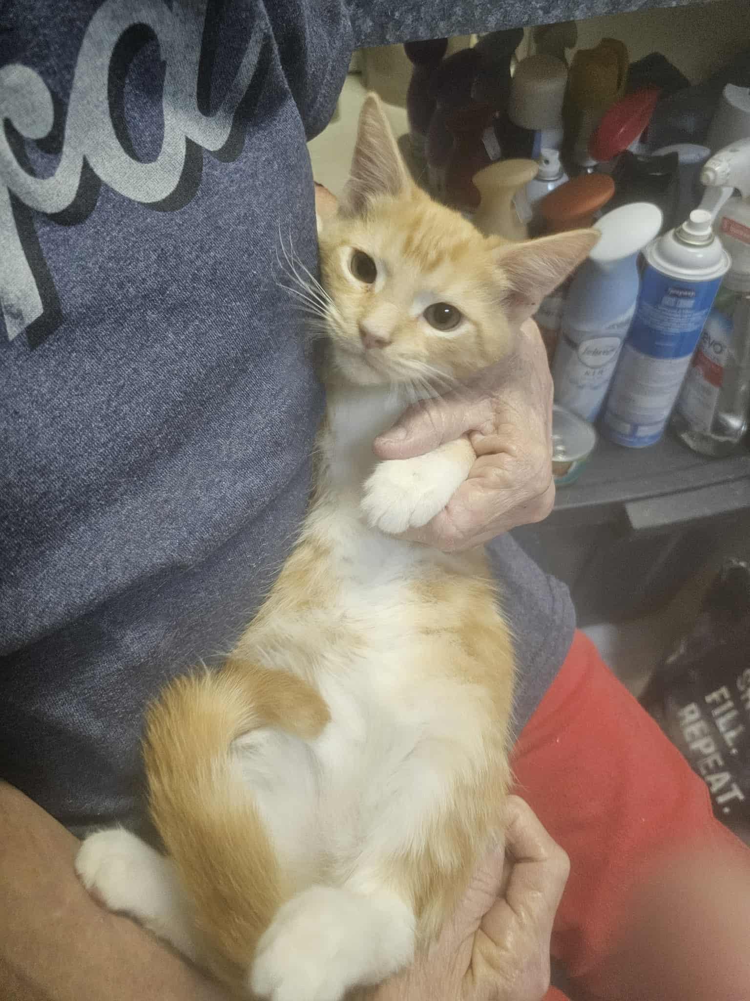 Samson AKA Sammy, adopted, Kitten Male Domestic Short Hair.