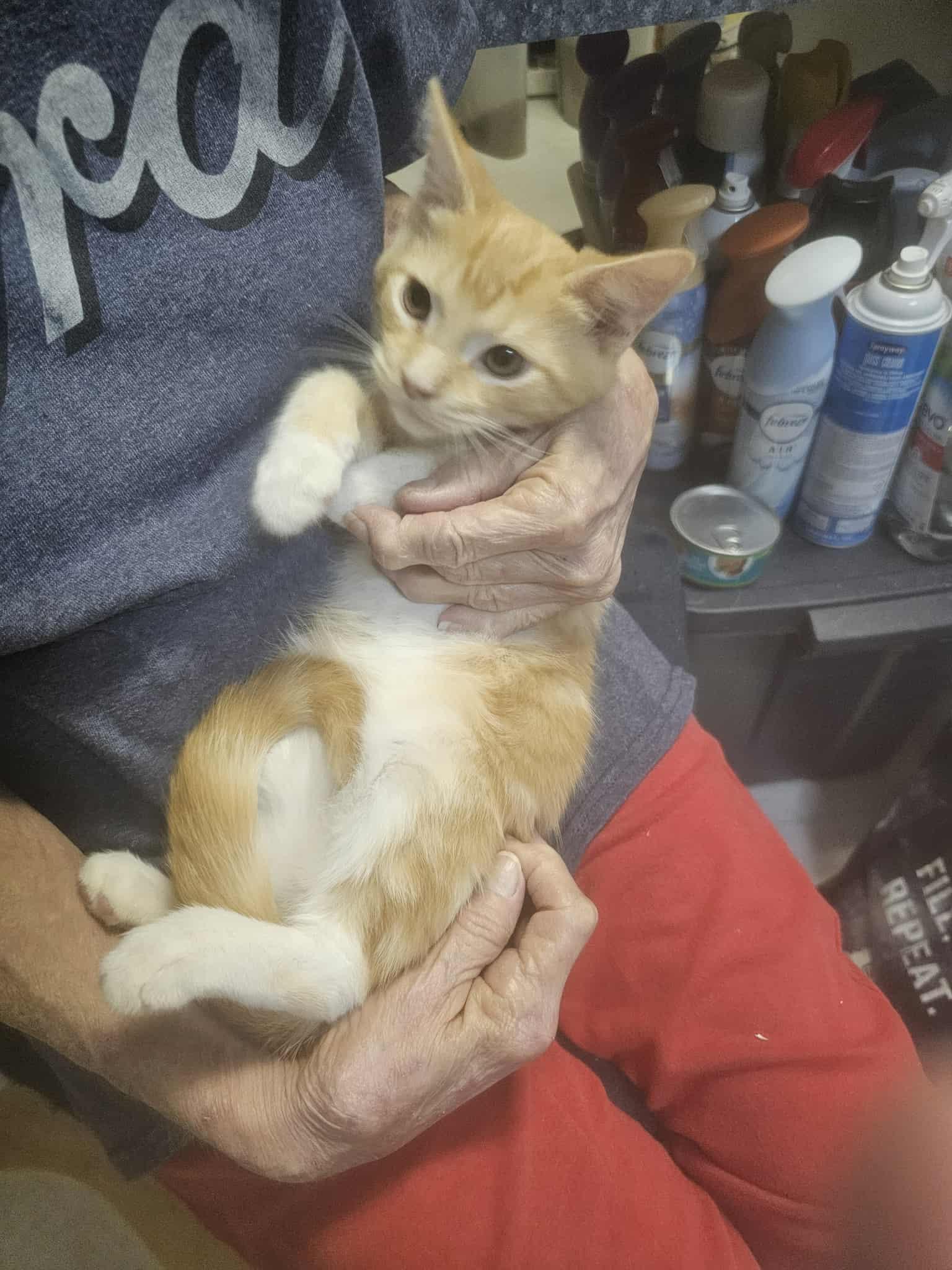 Enlarge Samson AKA Sammy, an adopted Domestic Short Hair in Keansburg, NJ image 2/3