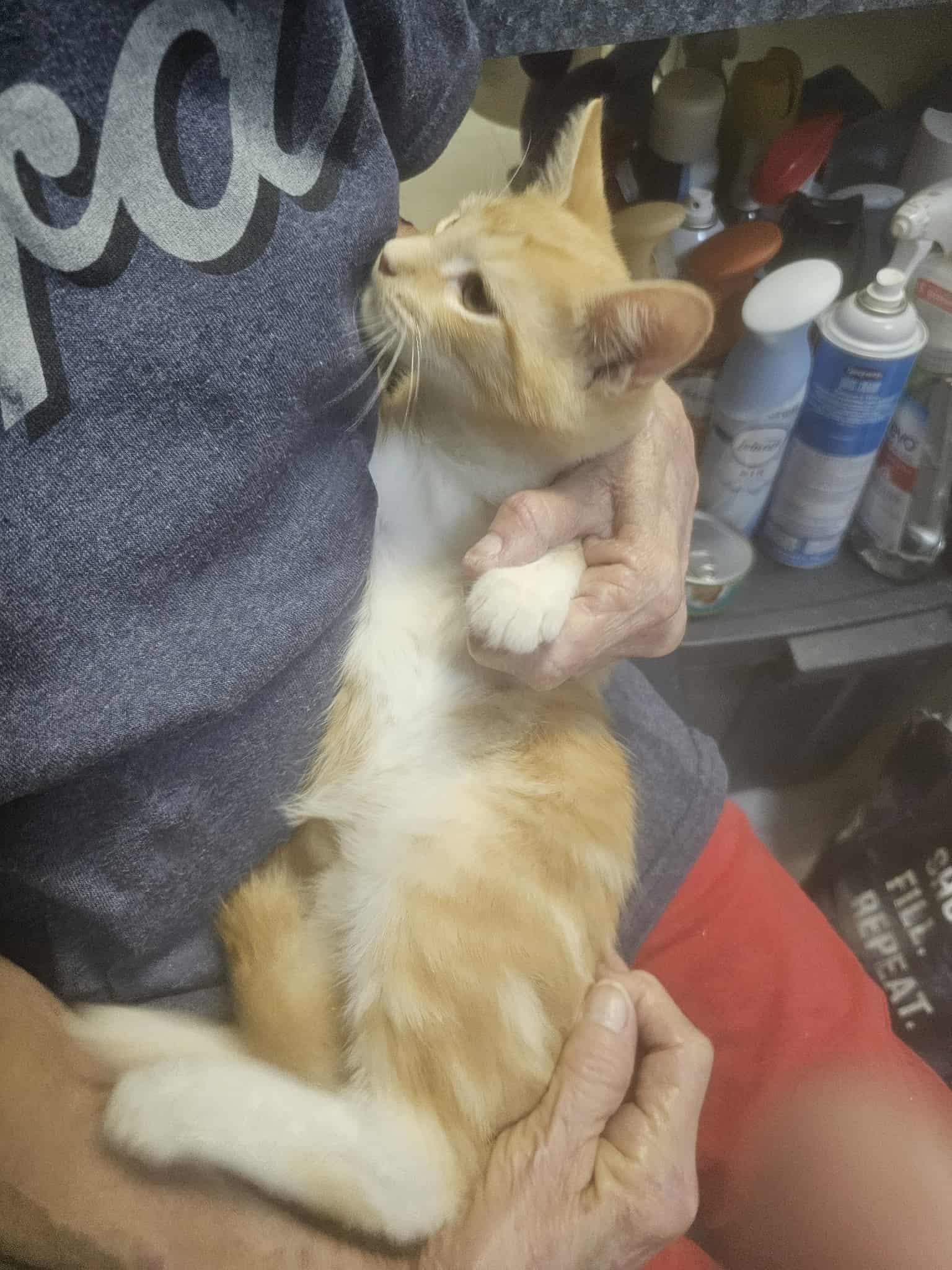 Enlarge Samson AKA Sammy, an adopted Domestic Short Hair in Keansburg, NJ image 3/3