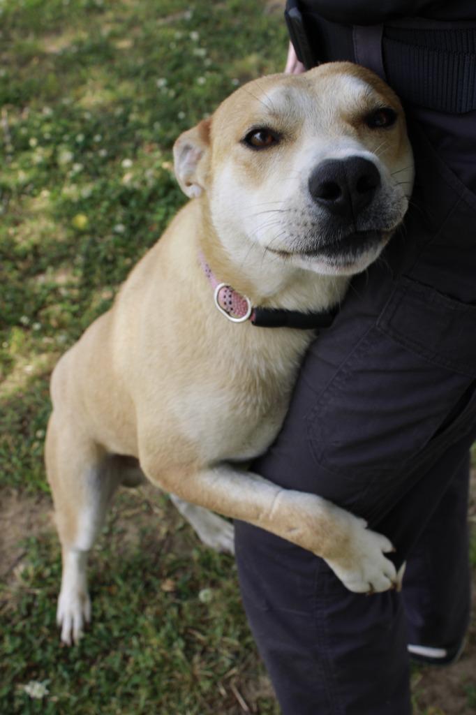 Boone, Adoptable, Young Male Shiba Inu & Mixed Breed.