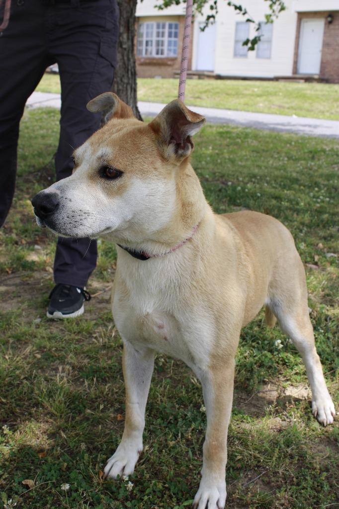 Enlarge Boone, a Adoptable mixed breed in Dyersburg, TN image 2/3