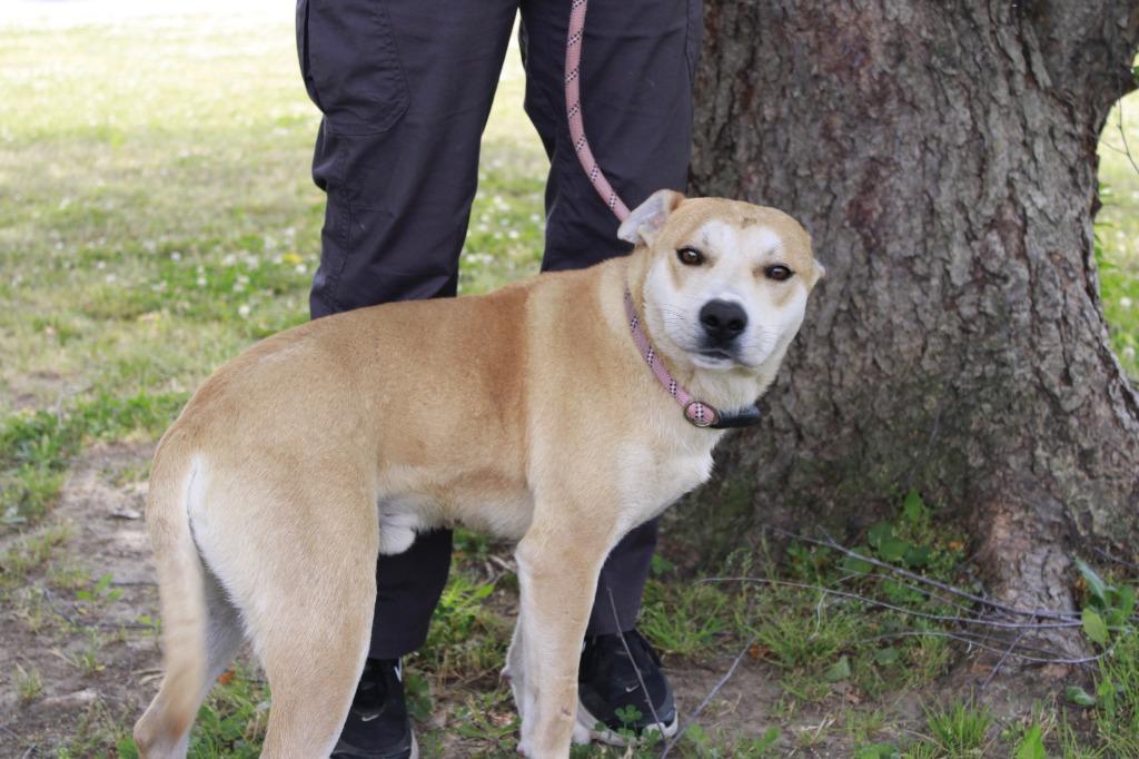 Enlarge Boone, a Adoptable mixed breed in Dyersburg, TN image 3/3