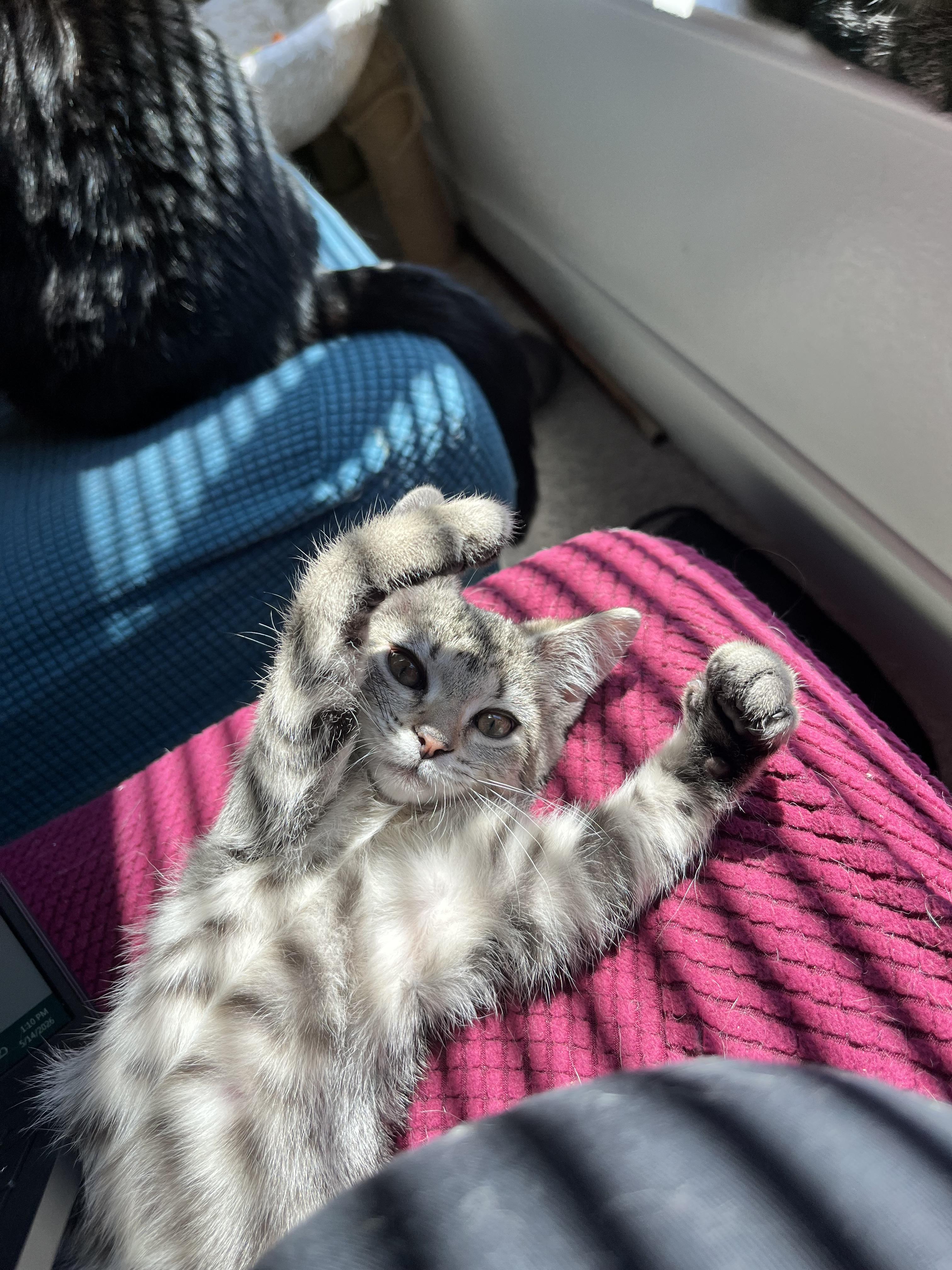 Enlarge Evermore, a ADOPTABLE Domestic Short Hair in Hudsonville, MI image 4/6