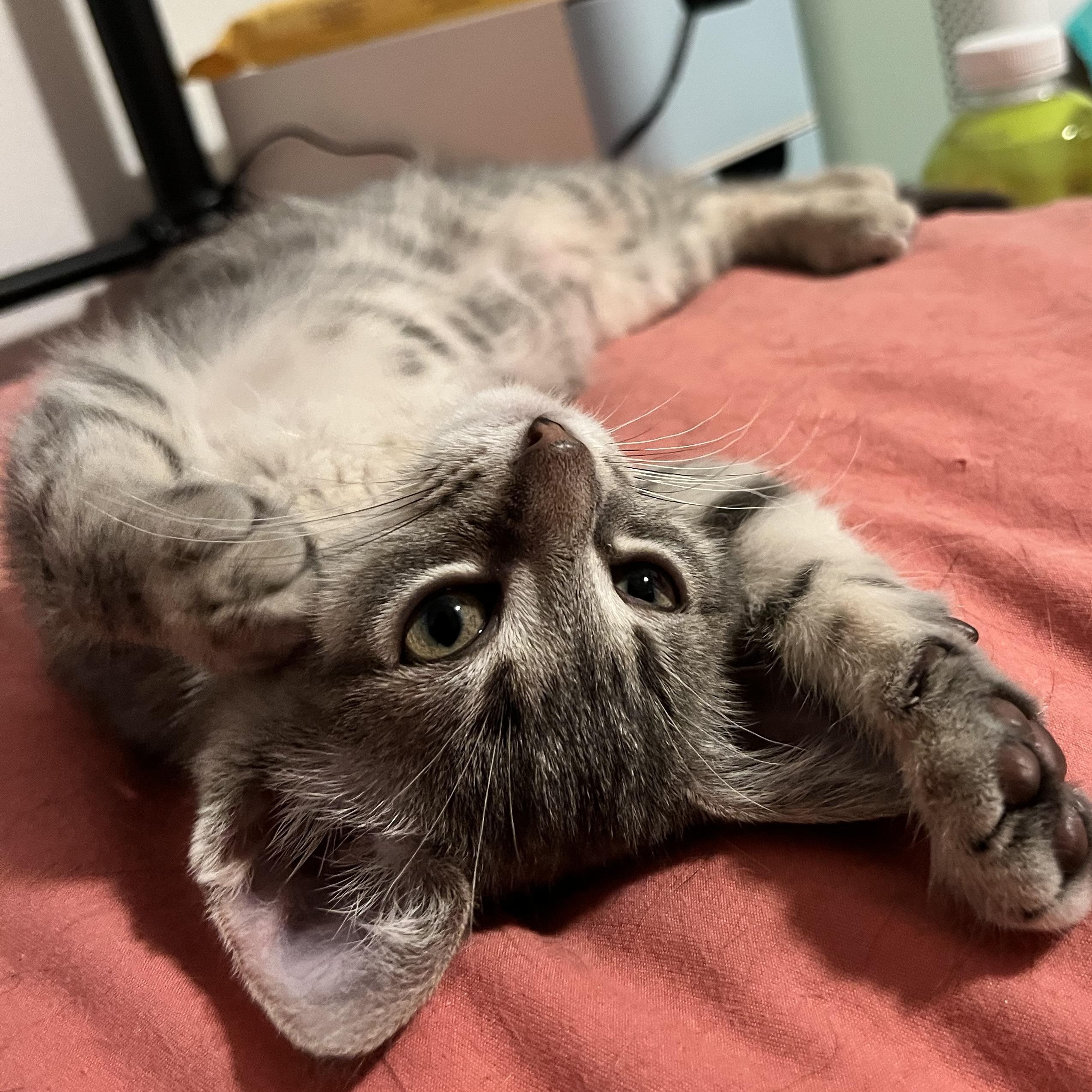 Enlarge Evermore, a ADOPTABLE Domestic Short Hair in Hudsonville, MI image 6/6