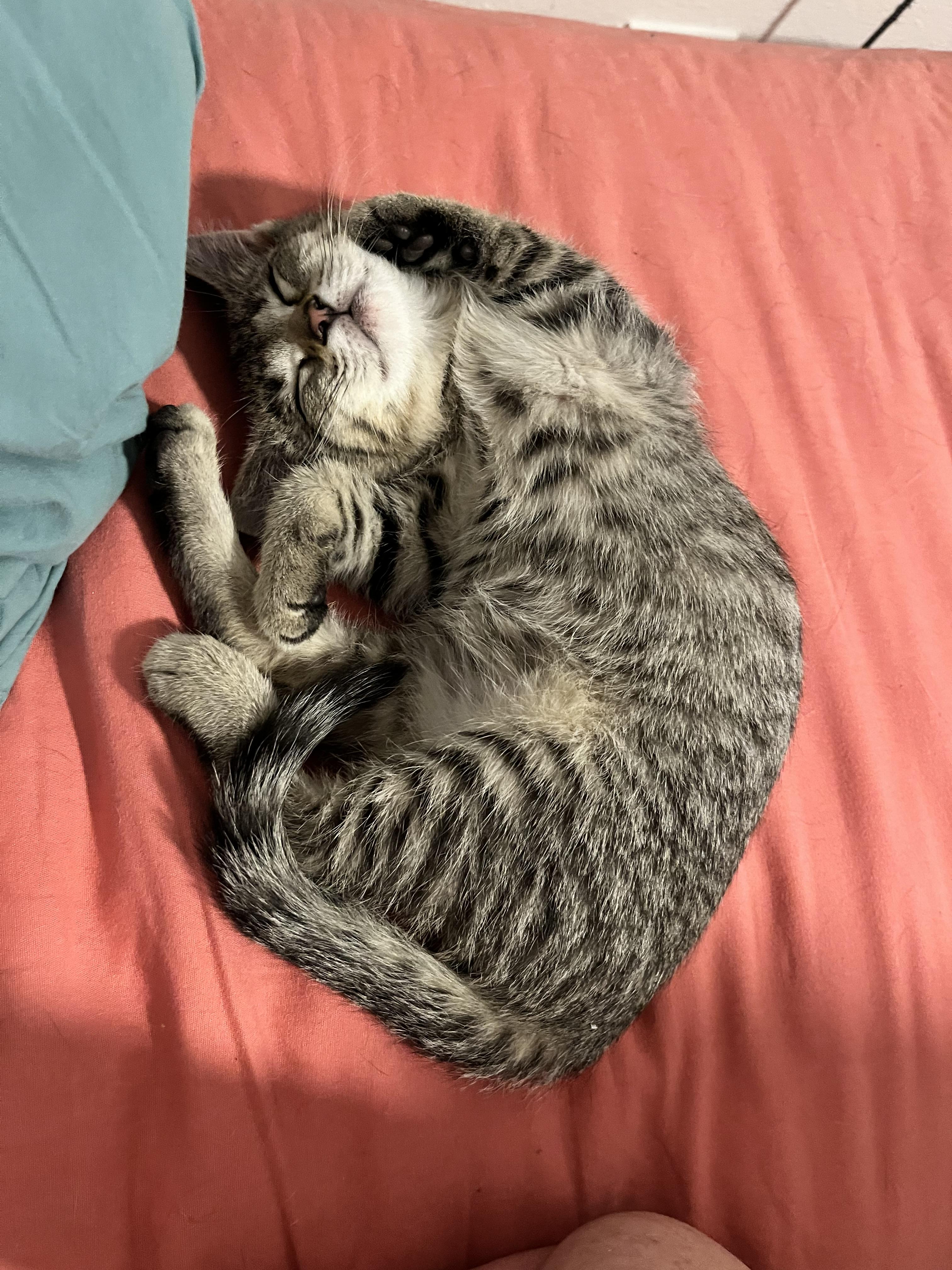 Enlarge Evermore, a ADOPTABLE Domestic Short Hair in Hudsonville, MI image 2/6