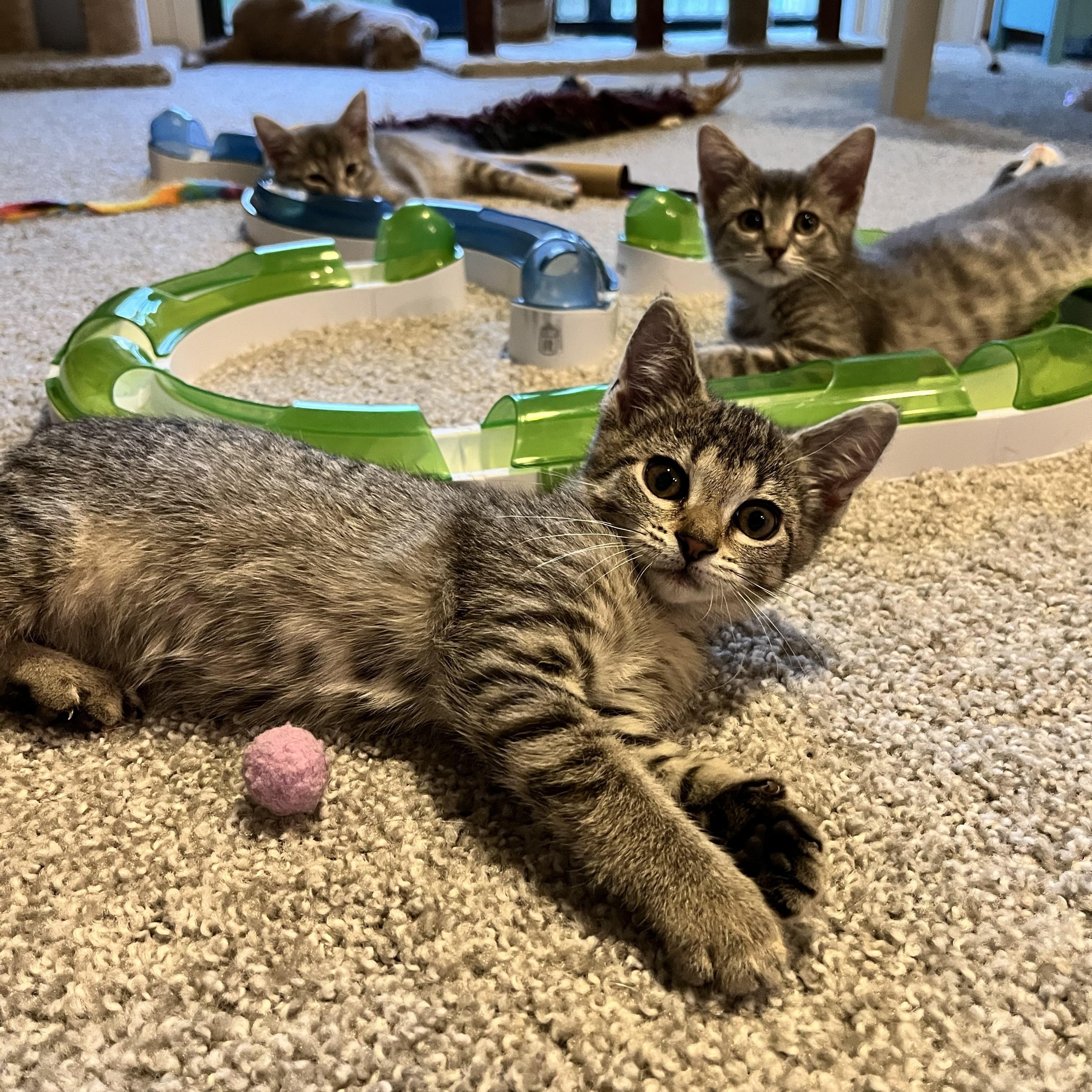 Enlarge Evermore, a ADOPTABLE Domestic Short Hair in Hudsonville, MI image 5/6