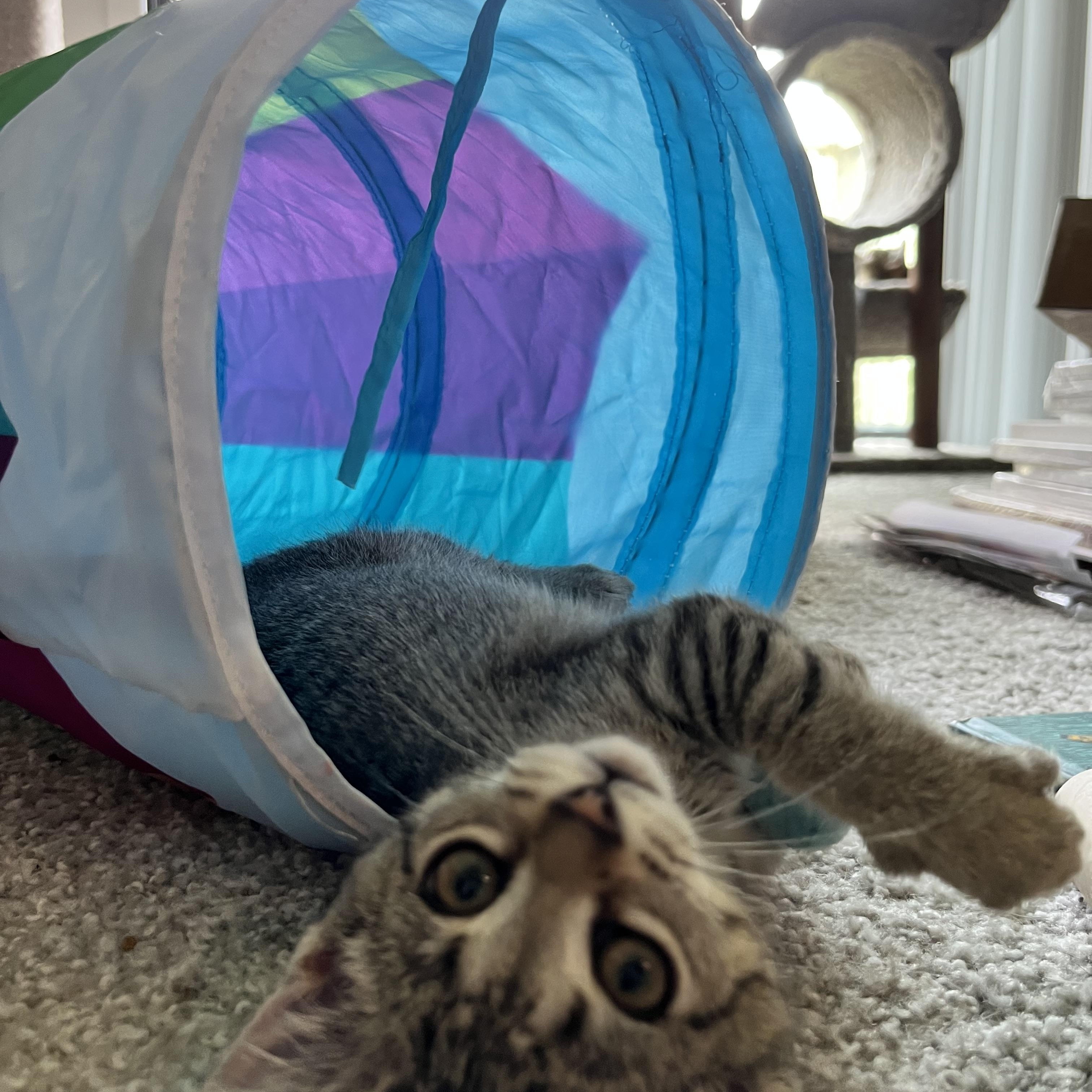 Enlarge Evermore, a ADOPTABLE Domestic Short Hair in Hudsonville, MI image 3/6