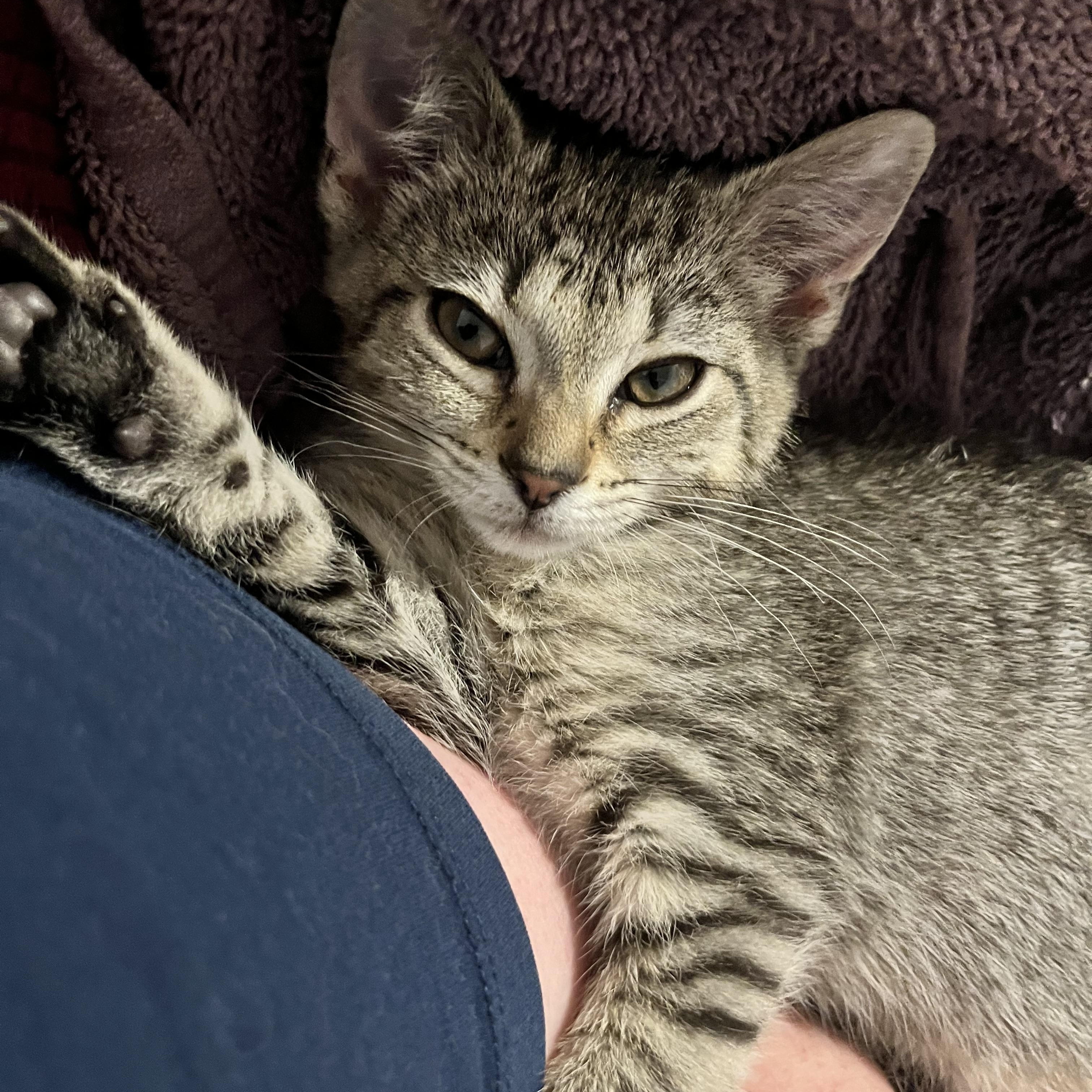 Evermore, ADOPTABLE, Kitten Female Domestic Short Hair.