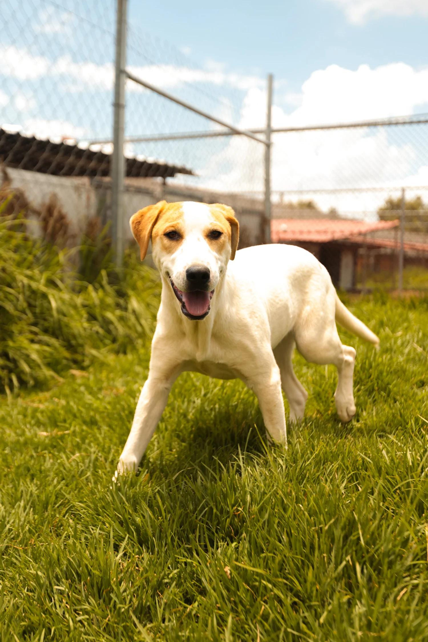 Enlarge TRINEO, a ADOPTABLE Mixed Breed in North York, ON image 3/6