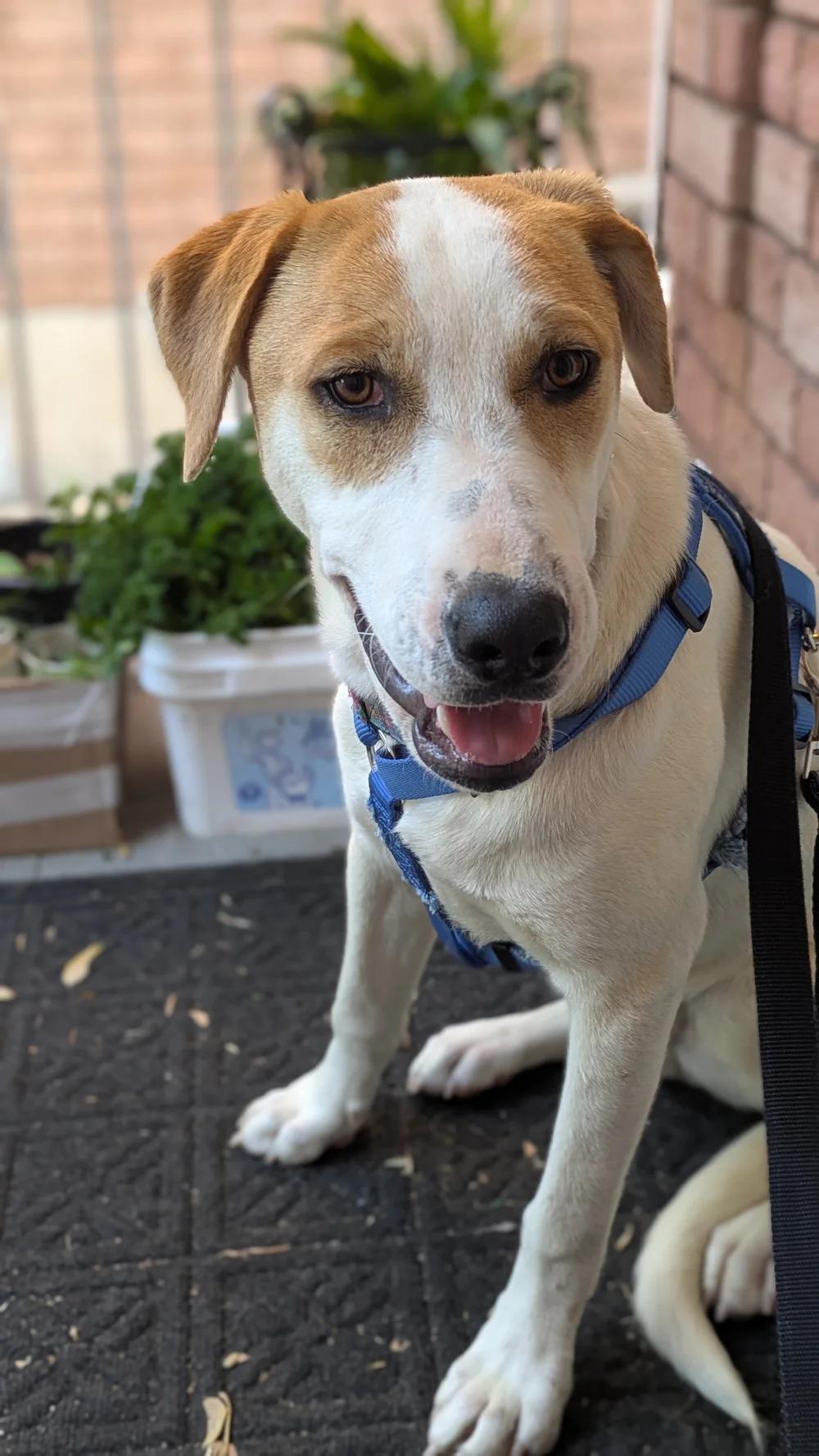 Enlarge TRINEO, a ADOPTABLE Mixed Breed in North York, ON image 1/6