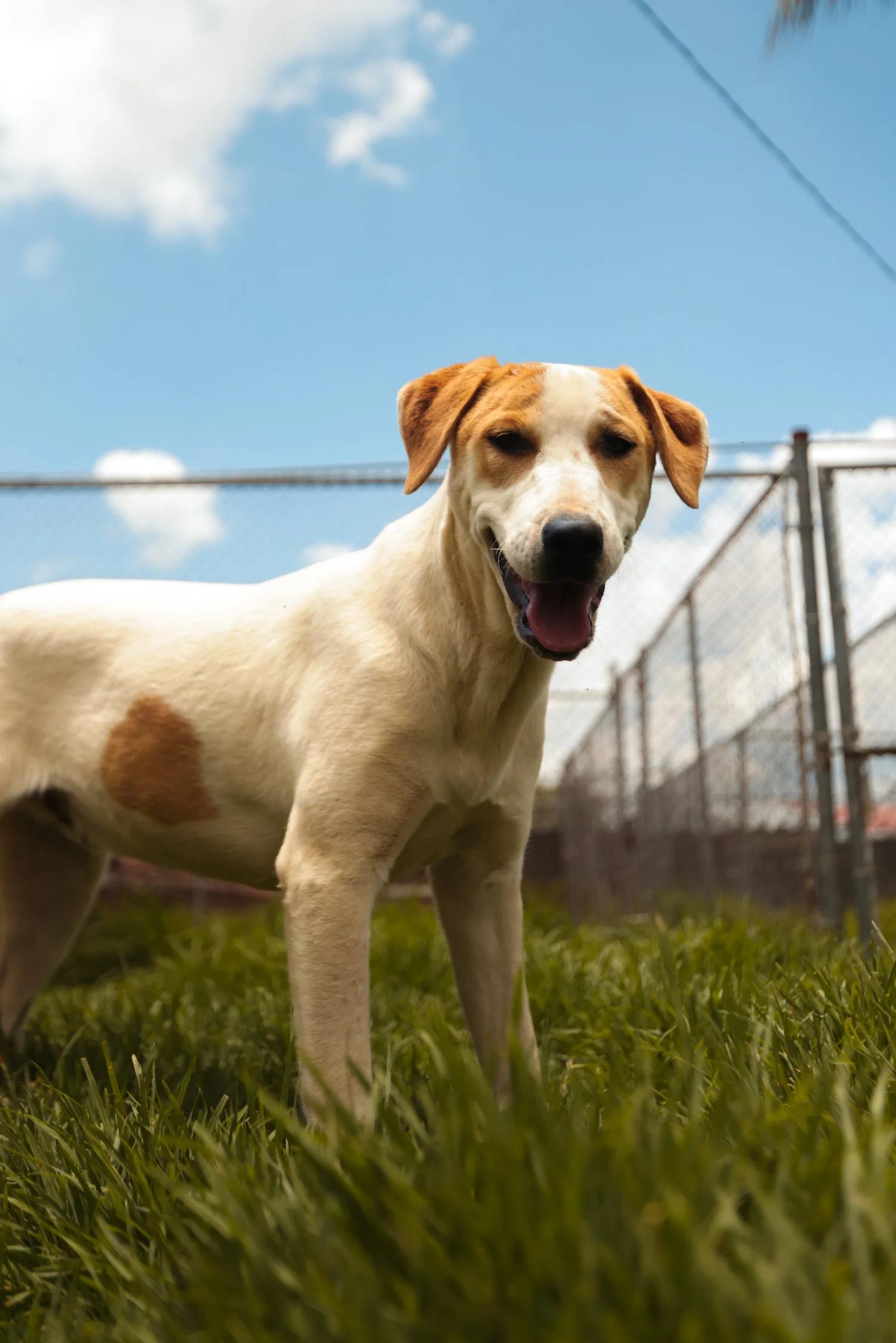Enlarge TRINEO, a ADOPTABLE Mixed Breed in North York, ON image 5/6