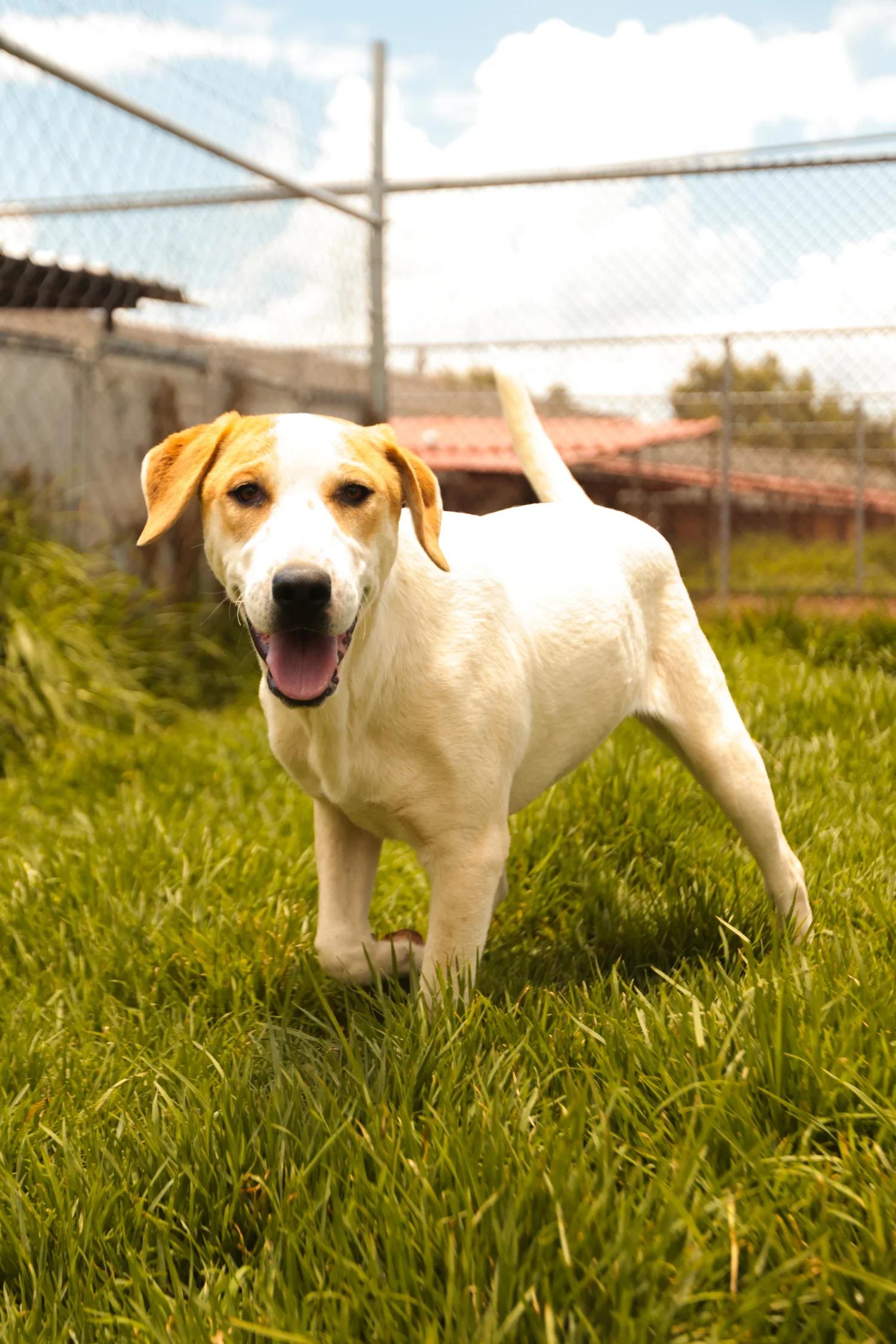 Enlarge TRINEO, a ADOPTABLE Mixed Breed in North York, ON image 4/6