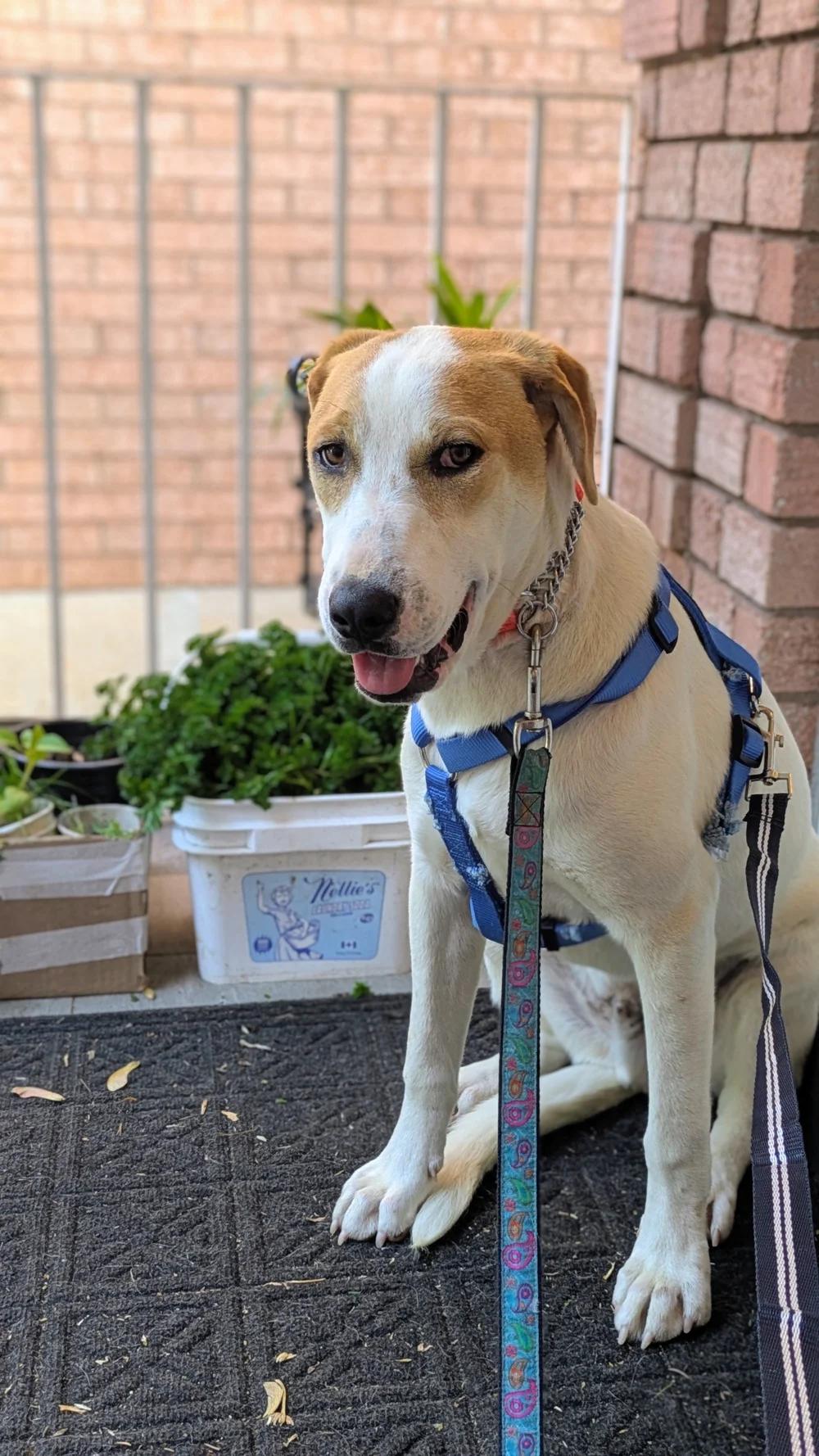 Enlarge TRINEO, a ADOPTABLE Mixed Breed in North York, ON image 2/6