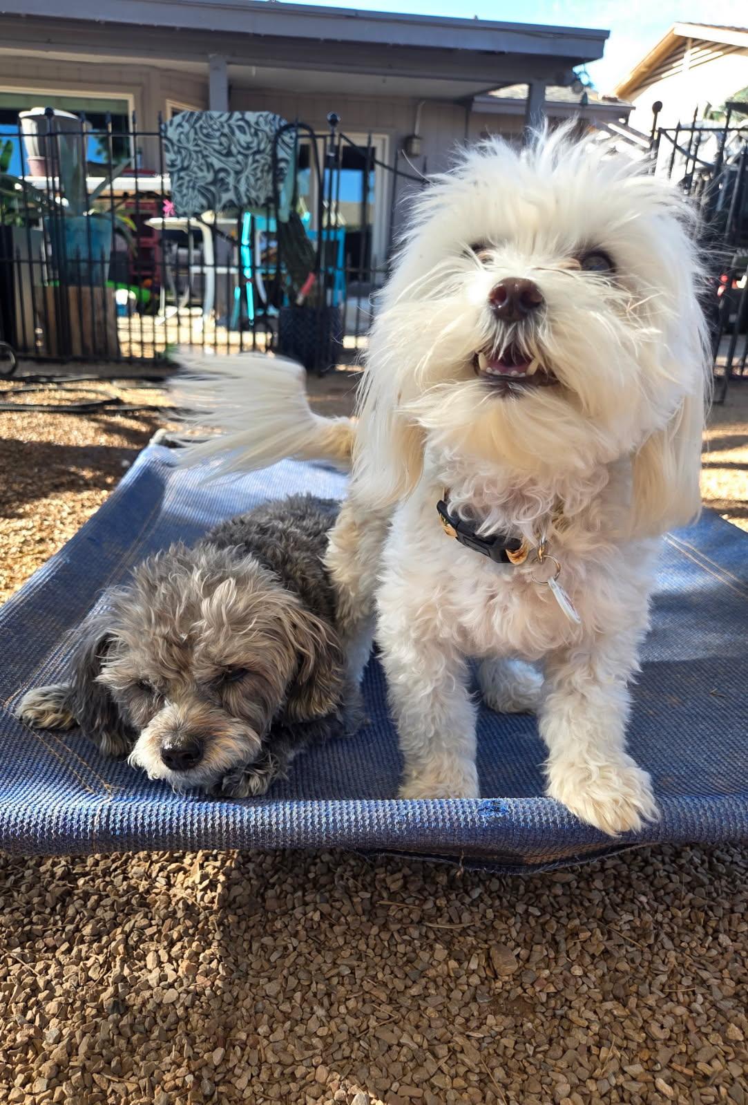 Ruthie, an adopted Maltipoo in Phoenix, AZ image 2/5