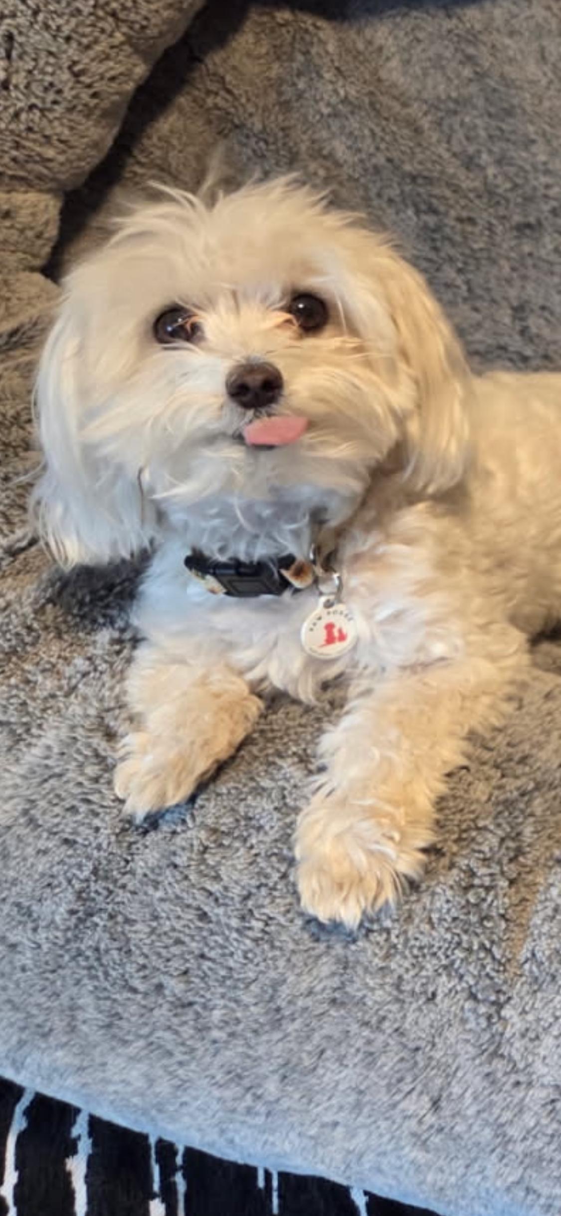 Ruthie, an adopted Maltipoo in Phoenix, AZ image 5/5