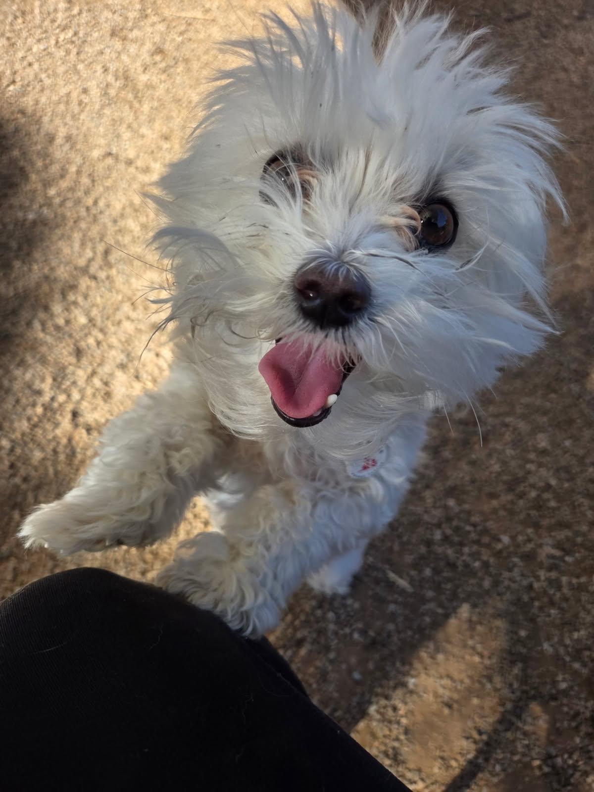 Ruthie, an adopted Maltipoo in Phoenix, AZ image 4/5