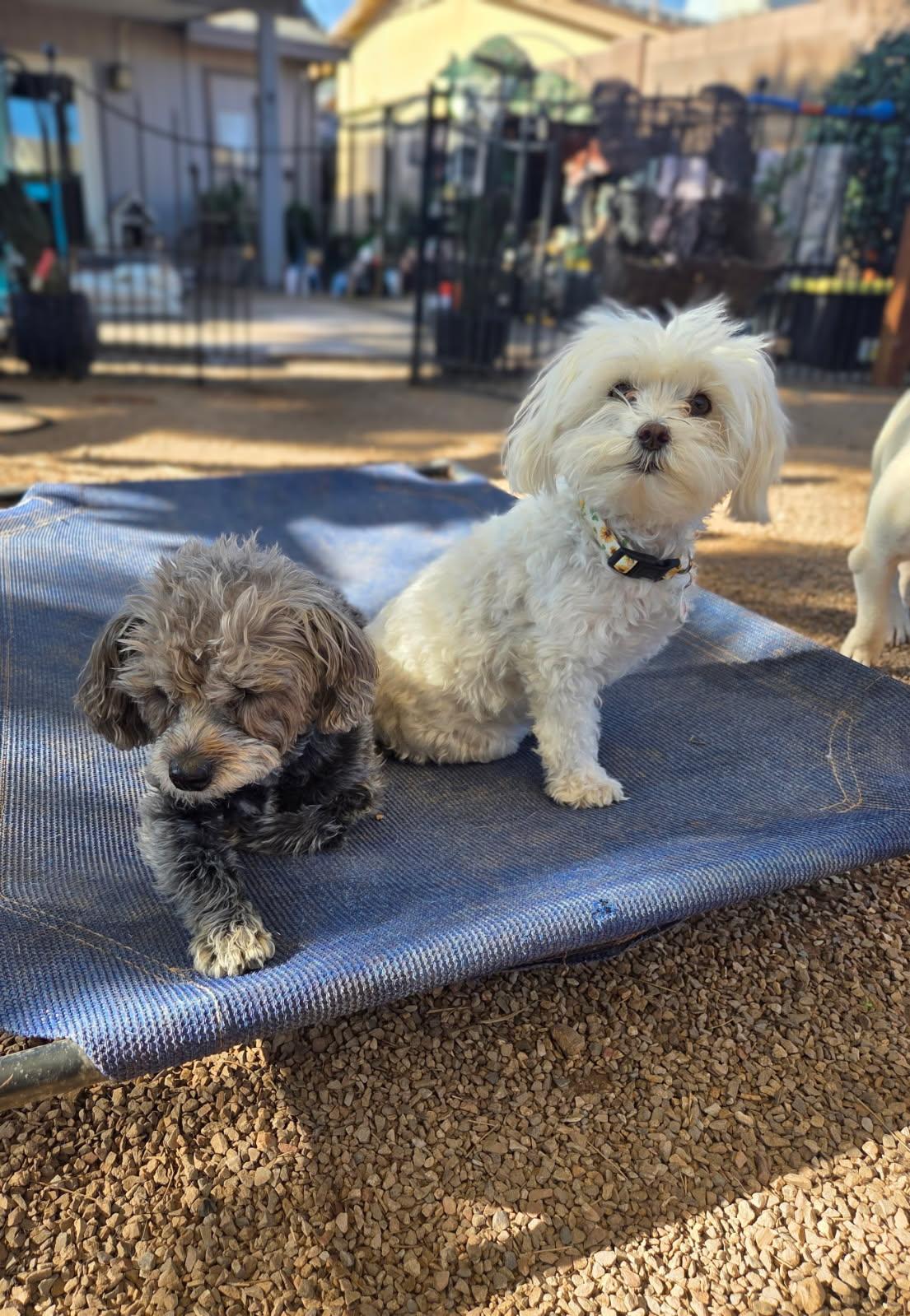Ruthie, an adopted Maltipoo in Phoenix, AZ image 3/5