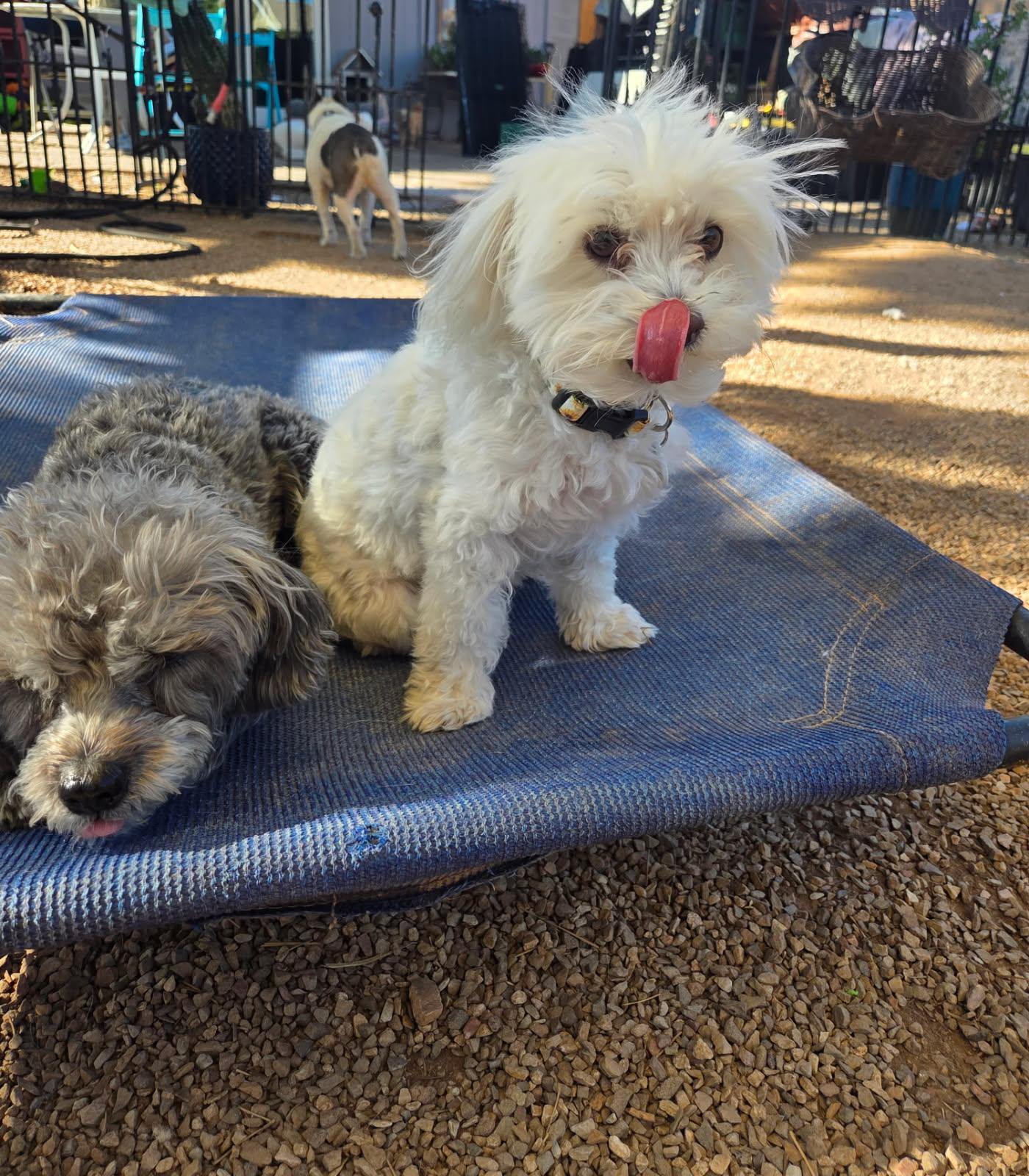 Ruthie, an adopted Maltipoo in Phoenix, AZ image 1/5