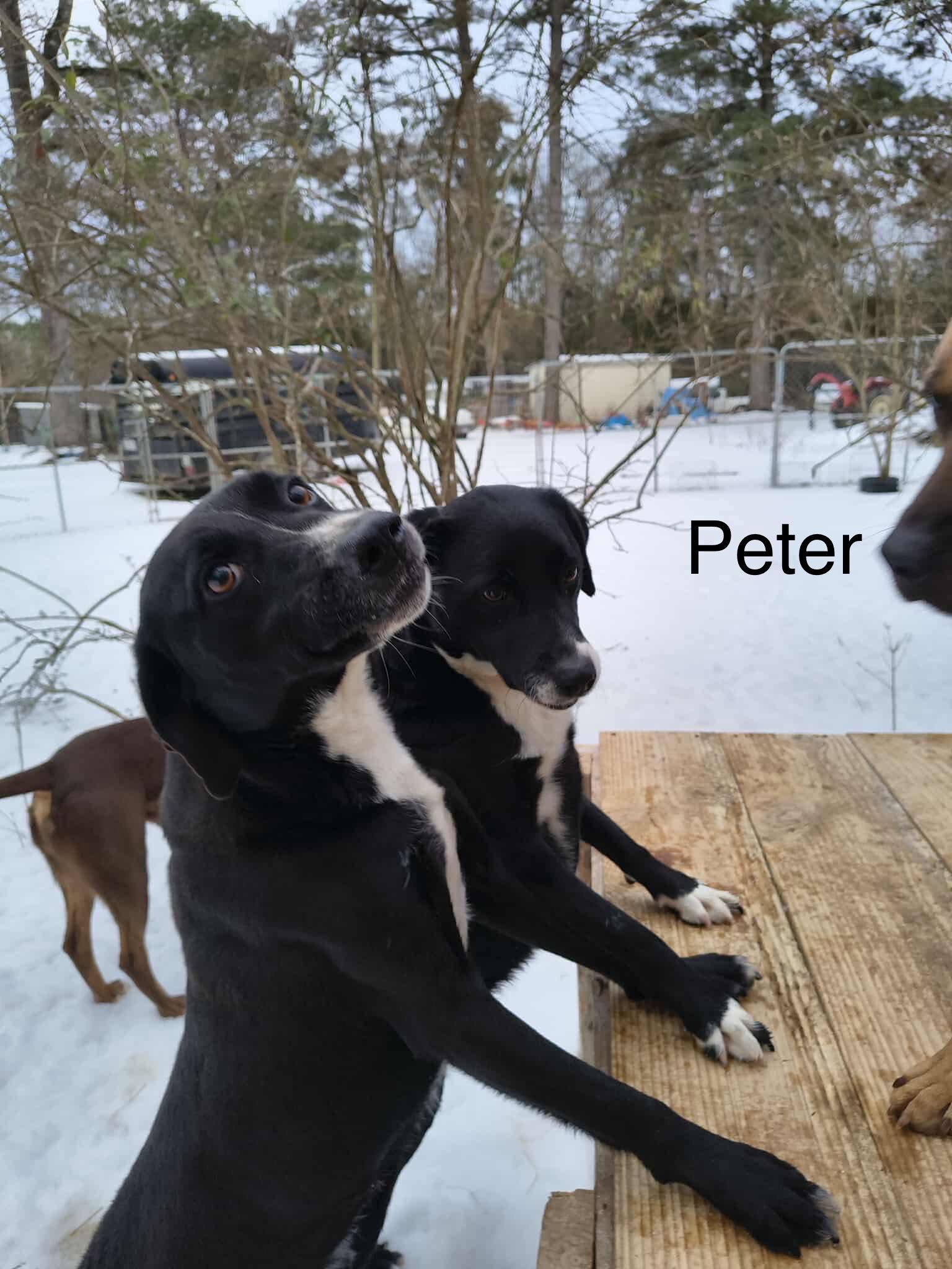 Enlarge Peter (P pup), a Adoptable Mixed Breed in Farmerville, LA image 1/3