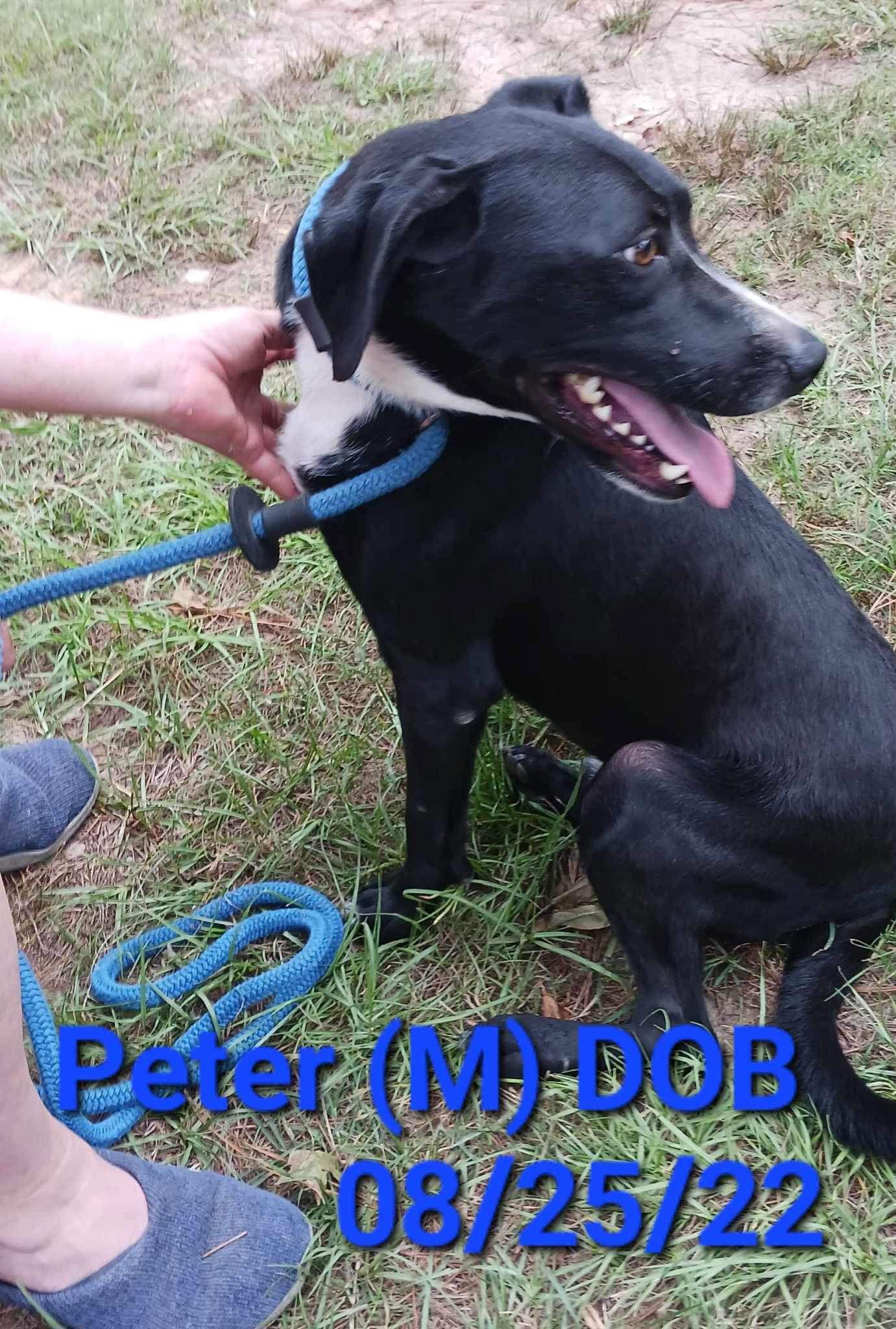 Peter (P pup), Adoptable, Young Male Mixed Breed.