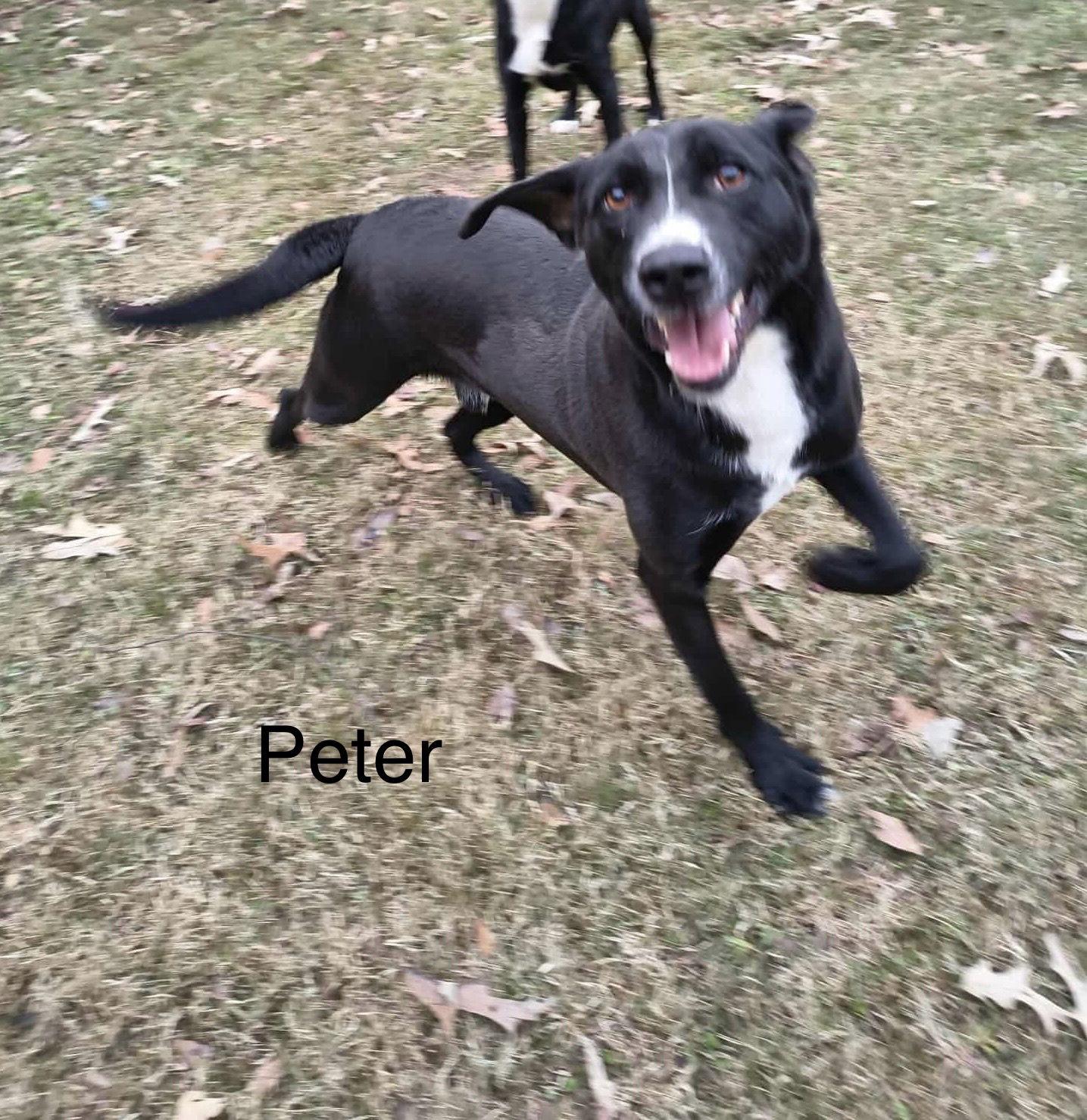 Enlarge Peter (P pup), a Adoptable Mixed Breed in Farmerville, LA image 2/3