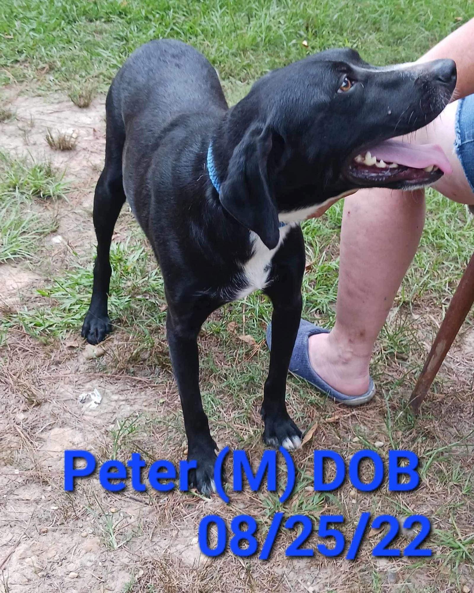 Enlarge Peter (P pup), a Adoptable Mixed Breed in Farmerville, LA image 2/2