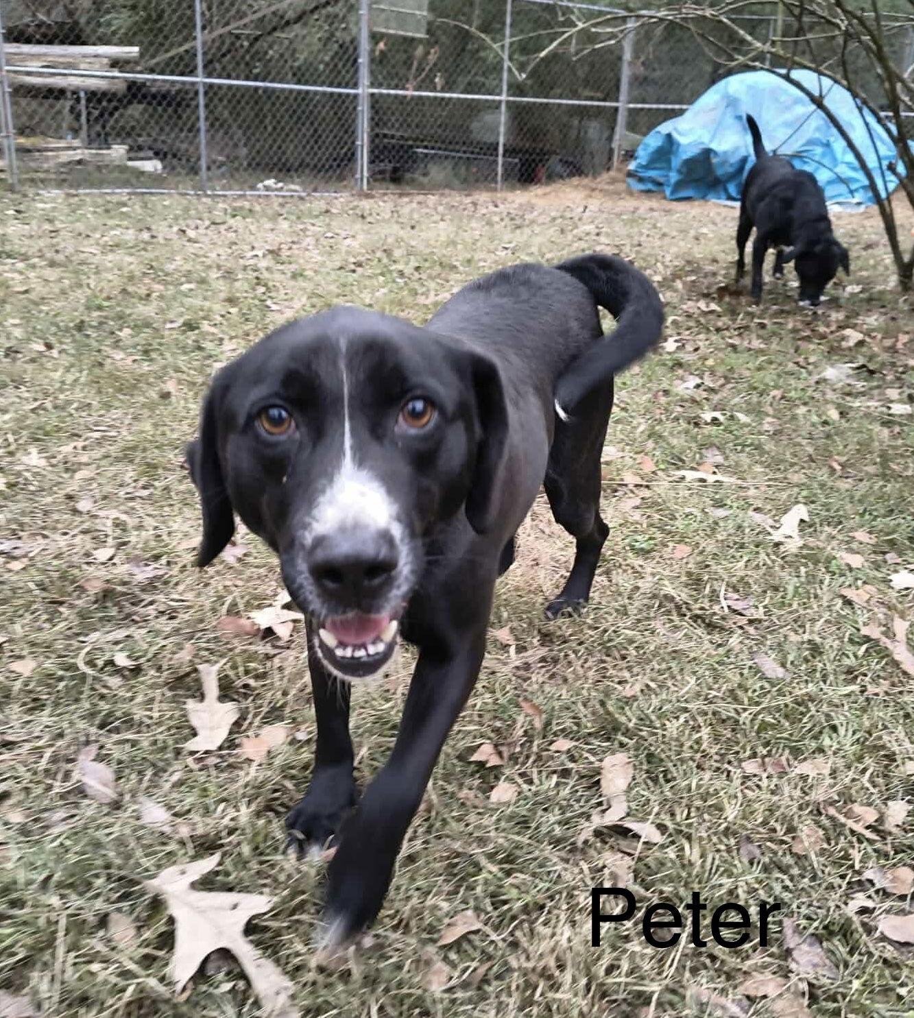 Enlarge Peter (P pup), a Adoptable Mixed Breed in Farmerville, LA image 3/3