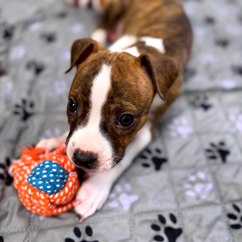 Isak, a Adoptable mixed breed in Griswold, CT image 1/6