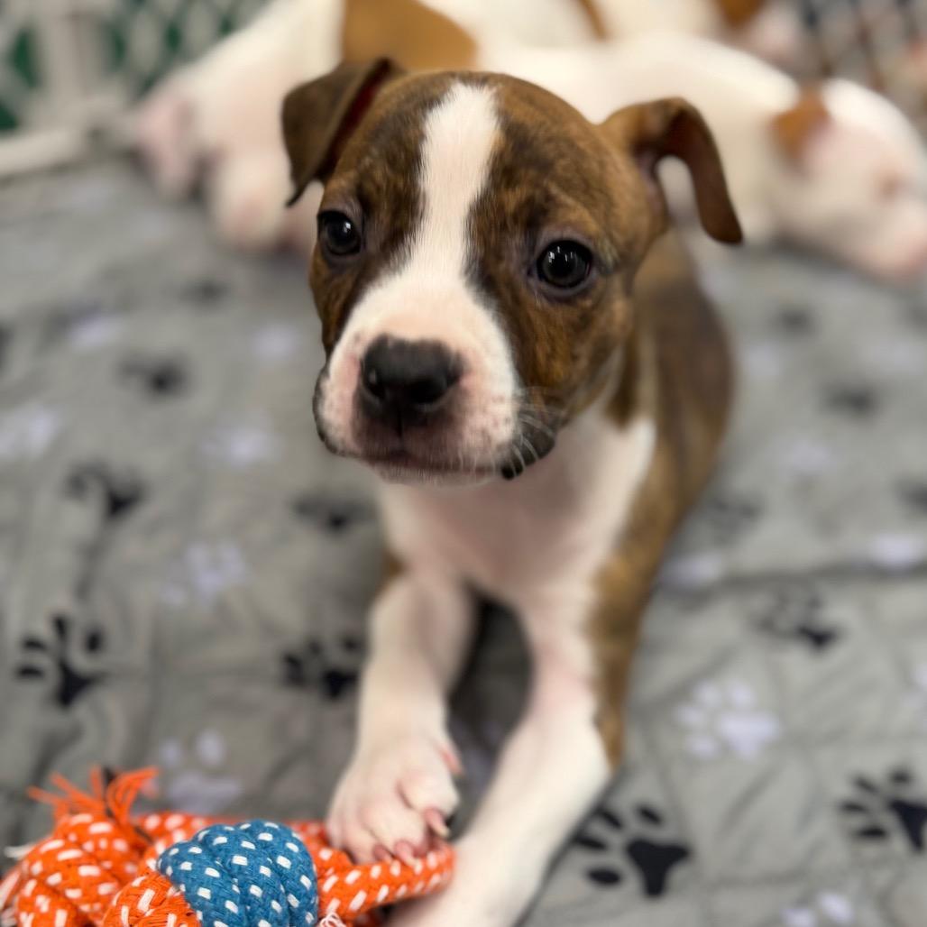 Isak, a Adoptable mixed breed in Griswold, CT image 2/6