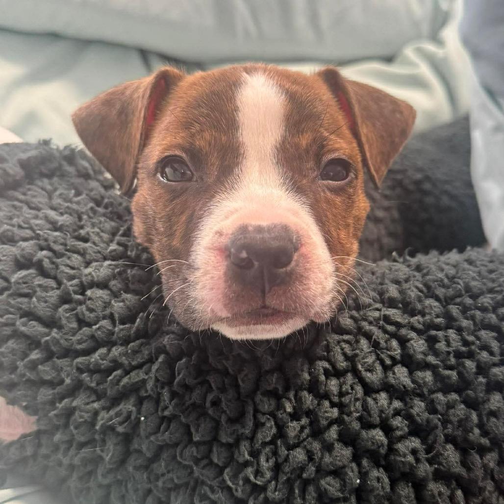 Isak, a Adoptable mixed breed in Griswold, CT image 5/6