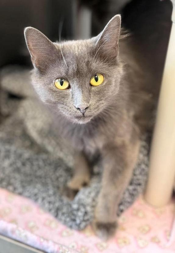 Skye, Adoptable, Adult Female Domestic Medium Hair & Russian Blue.