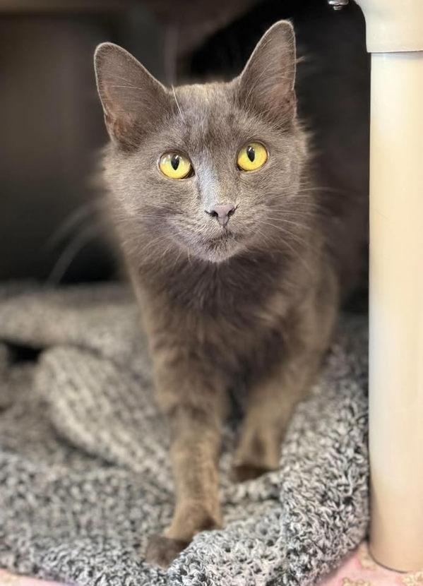 Enlarge Skye, a Adoptable mixed breed in Keswick, ON image 2/2