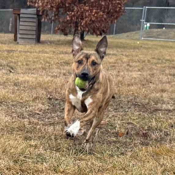 Enlarge Tazz, a Adoptable mixed breed in Bristol, IN image 1/3